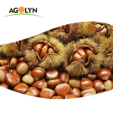 AGOLYN Wholesale Chestnut Raw Sweet Fresh Chestnut Kernel